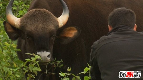 10种鲜为人知的大动物 第八极会伪装,第九终极杀人机器