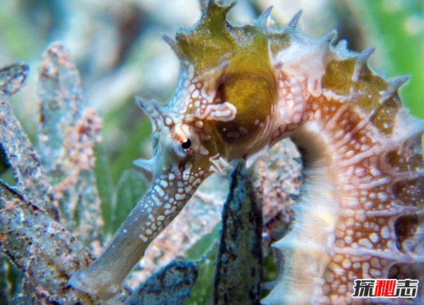 海马泡酒为什么要一对?海马的十大特点和生活习性