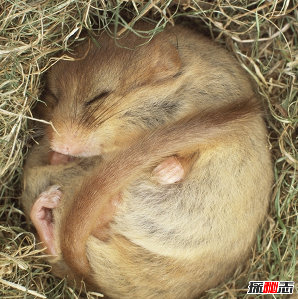 动物冬眠之谜,诱发物决定动物是否冬眠