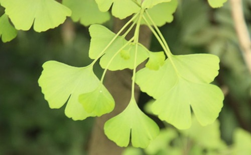 银杏树最古老的被子植物