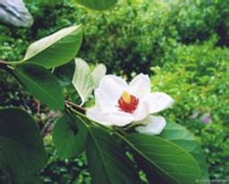 被子植物是植物界的最大家族